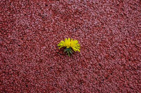 Treadmill rubber cover. Soft cover in the stadium. Seamless rubber crumb rubber cover. Dandelion lying on a treadmill. Flowerの写真素材