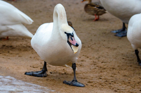 White swan in early winter, eating bread, on the river bankの写真素材