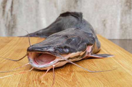Raw catfish on a cutting board, cooking fishの写真素材