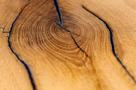 Wood cutting. Felled old oak stump. Wooden background. Sectional top view as background. Copy spaceの写真素材