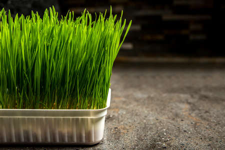 Barley grass. Sprouted barley grains in a container. Barley sprouts for food. The concept of diet,...