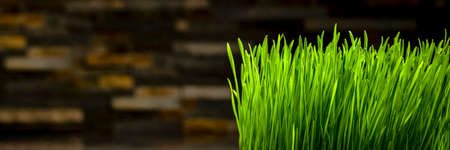 Wheat grass. Sprouted wheat grains in a plastic container. Wheatgrass for human consumption. Diet...