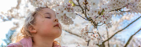 Cherry blossoms. The girl enjoys the scent of Japanese cherry blossoms. Cherry blossom in japan in spring.の写真素材