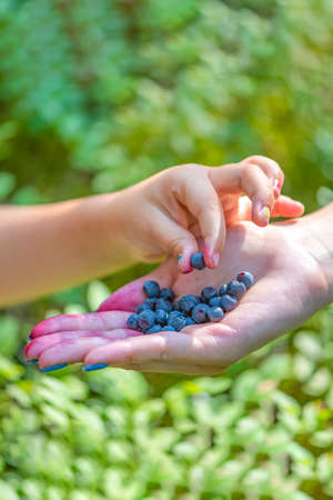 The child takes blueberries with his hand in the forest. Close-up of hands of an adult and a child with blueberries on the background of blueberry bushes and forest.の写真素材