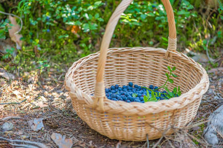 Berry season. Ripe blueberries in a basket. The process of finding and collecting blueberries in the forest during the ripening period.の写真素材