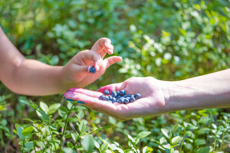 The child takes blueberries with his hand in the forest. Close-up of hands of an adult and a child...