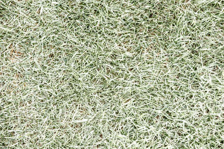 White grass top view, background. Mown lawn.