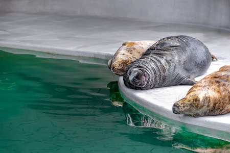 Three Atlantic gray seals lie and bask in the sun by the dark green water at the zoo. Halichoerus grypus, place for text with copy spaceの写真素材