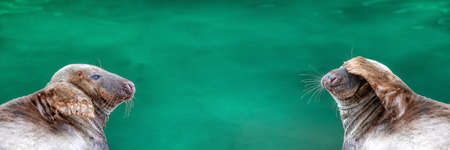 Seal lying by the water. Funny seal covered his eyes with his paw on a green backgroundの写真素材