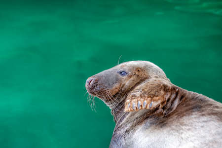 Atlantic gray seal, Halichoerus grypus, animal lying near dark green water, place for text with copy spaceの写真素材