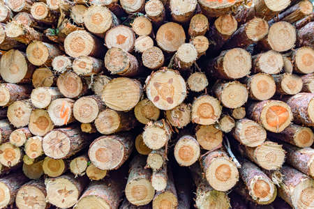 Logs in a heap. harvesting pine logs in the forest. Folded wood. A pile of logs in a coniferous...