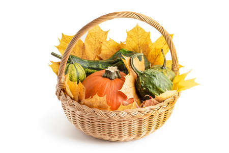 Set of multi-colored pumpkins in a wicker basket, with maple leaves for Halloween decoration. Isolate on white background. Autumn set of decorative pumpkins and maple leaves.の写真素材