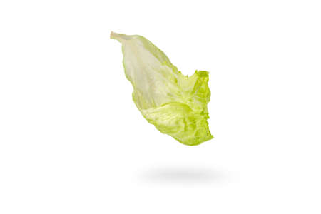 Iceberg lettuce green leaves isolated on white background. Fresh lettuce leaf drops with shadow....