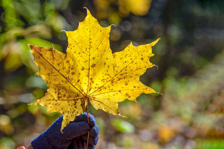 Yellow maple leaf in hand. Hand holds yellow-red maple leaf on background of autumn forest
