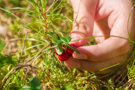 Ripe cranberries. Red juicy cranberries on a green bush in a sunny forest. Womens hands picking lingonberriesの写真素材
