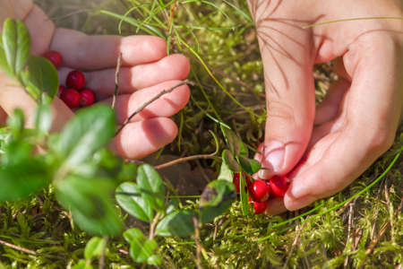 Ripe cranberries. Red juicy cranberries on a green bush in a sunny forest. Womens hands picking lingonberriesの写真素材