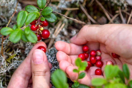 Ripe cranberries. Red juicy cranberries on a green bush in a sunny forest. Womens hands picking lingonberriesの写真素材
