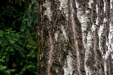 Birch bark of an old birch close-up. Birch bark pattern with black birch stripes on white bark.