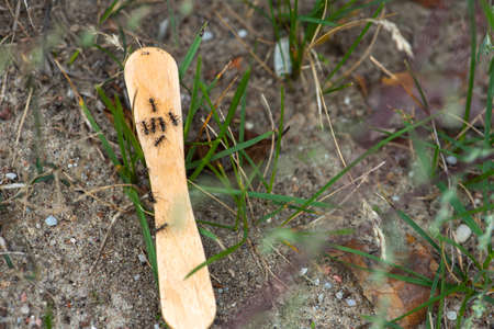 Ants are pests. Domestic pests. Ants have gathered on an ice cream stick lying on the lawn.