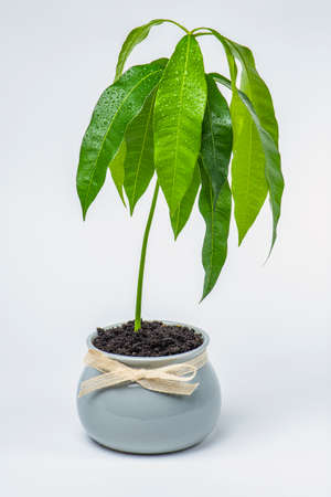 A mango tree grows in a flower pot on a white background. Seedling of exotic fruits in a flower pot at home. Care and cultivation of heat-loving plantsの写真素材
