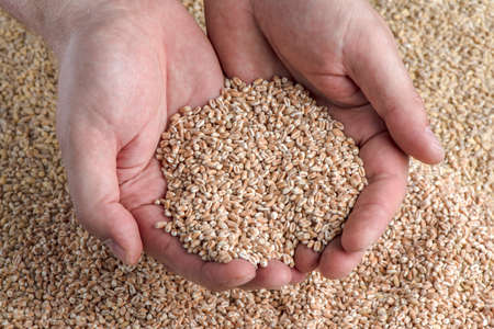 Wheat crisis, lack of grain and crops. Grains of wheat in the hand, against the background of the...