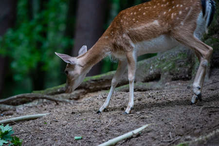 A young spotted deer grazes in a forest park.の写真素材