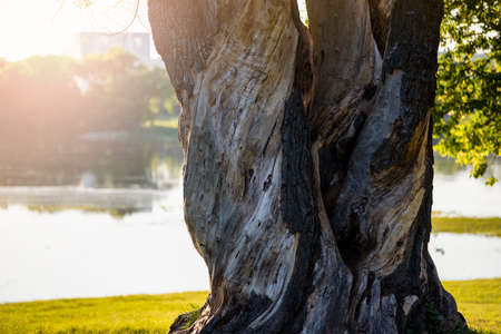 The trunk of an old oak tree. A large old tree with cracked bark. Tree trunk at sunset close-up, by the riverの写真素材