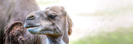 Camel in the desert, close-up. Camels head close-up on the background of sand in the desert.の写真素材