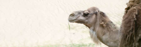Camel in the desert, close-up. Camels head close-up on the background of sand in the desert.の写真素材