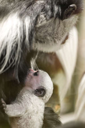 A baby Abyssinian colobus drinks its mothers breast milk in the evening sunlight. Newborn Abyssinian...