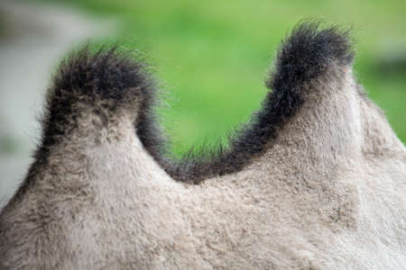 Camel hump close-up. The back of a camel with two humps. Humpback animalの写真素材
