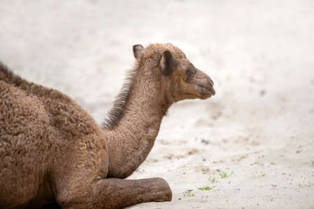 A small camel lie on the hot sand in the desert. Side view, close up. Camel cub.の写真素材