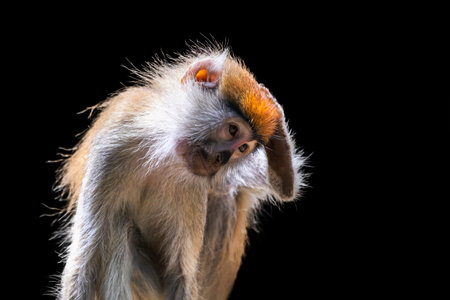 Portrait of a monkey on a black background. Common patas monkey ,Erythrocebus patas, isolated on...