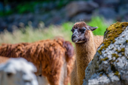 Lama looks into the camera and eats grass. Close-up portrait of a llama chewing grass.の写真素材