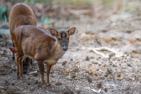 Chinese muntjac, Muntiacus reevesi. Muntjac lies on the sand in the shadeの写真素材