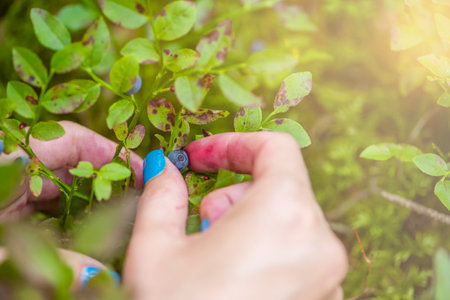 Pick blueberries. A woman gathers wild blueberries in the forest. Close-up hand picks a blueberry from a bush.の写真素材