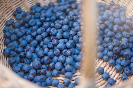 Basket with blueberries close-up. Berry picking season. Collect blueberries in a basketの写真素材