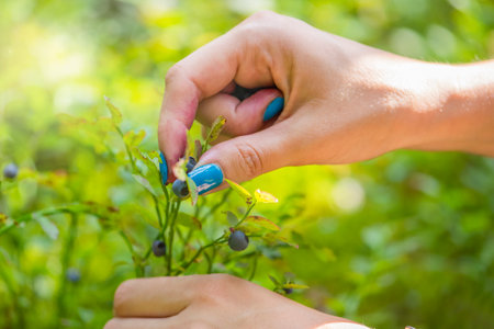 Pick blueberries. A woman gathers wild blueberries in the forest. Close-up hand picks a blueberry from a bush.の写真素材
