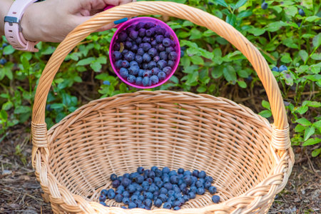Blueberry picking season. Basket with ripe blueberries in the forest. A mug full of ripe juicy wild blueberries as a concept for picking summer berries in the forestの写真素材
