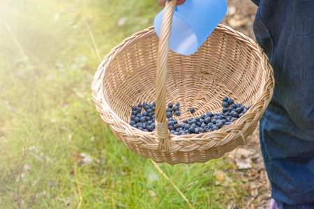 Basket with blueberries close-up. Berry picking season. Collect blueberries in a basketの写真素材