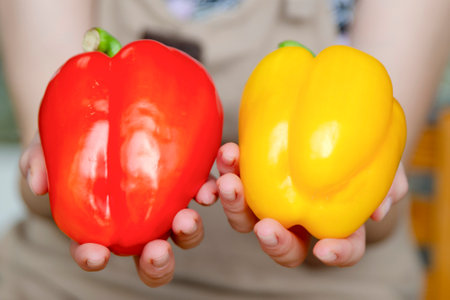 Woman holding red and yellow paprika close-up. Healthy eating or diet concept. High quality photo.の写真素材