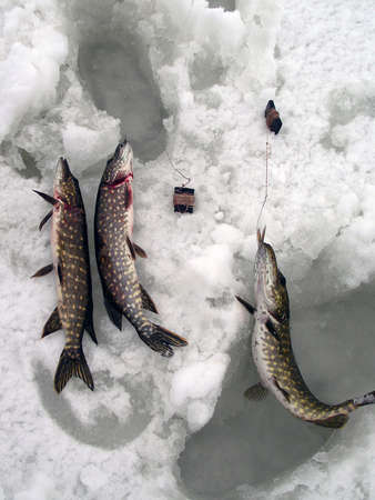 Three pikes on the iceの写真素材