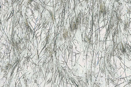Green grass covered by snow.の写真素材