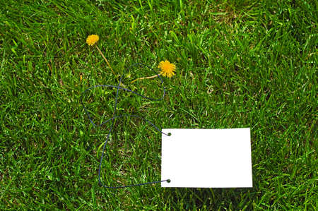 Clear white paper on green grass for text writing. Two yellow flowers there.の写真素材