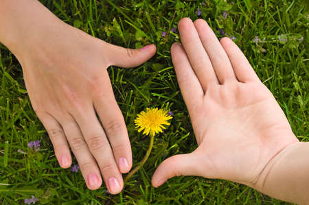 Frame from human hands with flower in the middle of it. Green grass is background