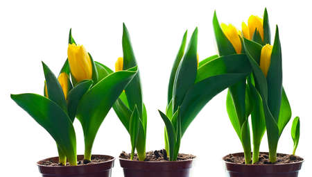 Tulip flowers in flowerpots. Isolated over white background