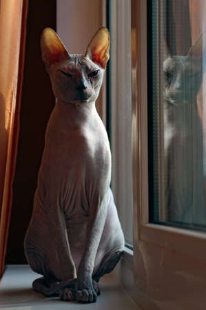 cat sitting on the windowsillの写真素材