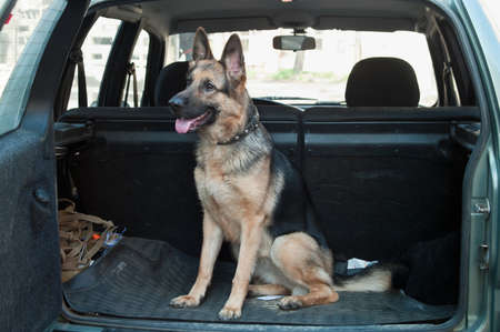 Alsatian dog in back seat of car. Pet transportationの写真素材