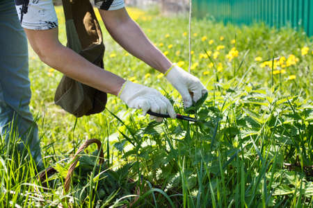 A woman gathers fresh nettles in a fieldの写真素材