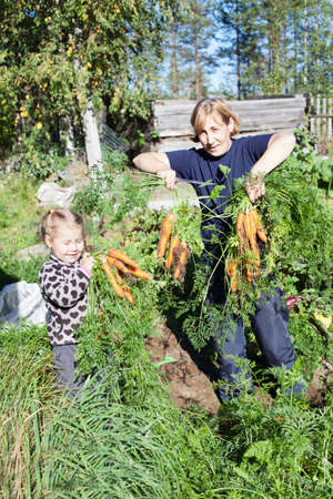Mature woman in garden with small daughter picking the carrotの写真素材